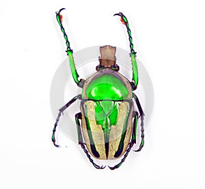 Beetle isolated on white. African green flower beetle Ranzania splendens macro. Cetoniidae, coleoptera