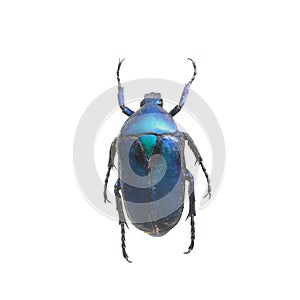 Beetle isolated on white background