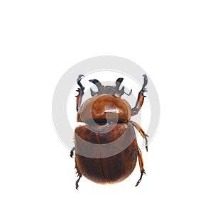 Beetle isolated on white background