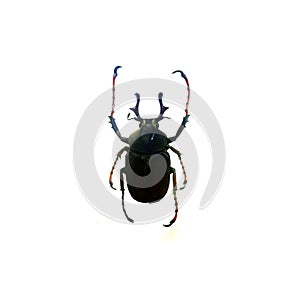 Beetle isolated on white background