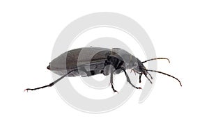 Beetle isolated on white background, Carabus rossii