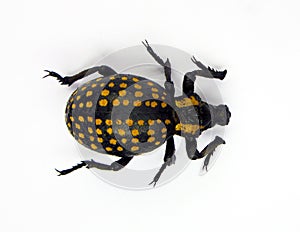 Beetle isolated on white. Beetle weevil black in red spots Brachycerus ornatus isolated on white. Curculionidae. photo