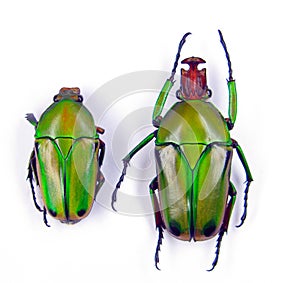 Beetle isolated on white. Flower beetle Cyprolais hornimani from Togo. Cetoniidae. Collection beetles. Entomology.