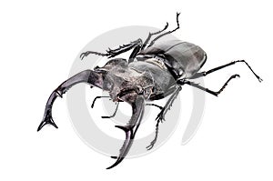 Beetle isolated on white. Giant black stag beetle