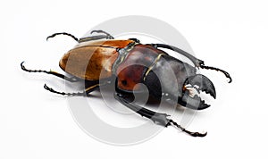 Beetle isolated on white. Giant stag beetle Odontolabis sommeri macro. Collection beetle, lucanidae