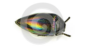 Beetle isolated on white. jewell beetle Sternocera iris, rainbow iridescent metallic macro. Collection beetles. Entomology. Insect