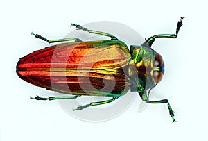 Beetle isolated on white. Red orange metallic jewel beetle Belionota sumptuosa close up. Buprestidae
