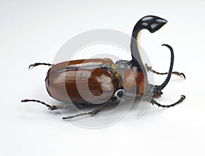 Beetle isolated on white. Rhinoceros beetle big horn Golofa xiximeca close up macro, collection beetles