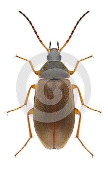 Beetle Isomira murina