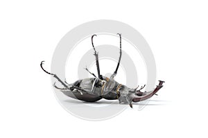 Beetle on its back, stag beetle