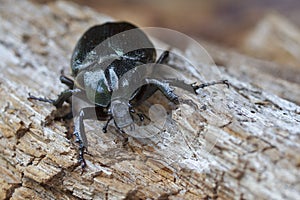 Hermit beetle (Osmoderma eremita) photo