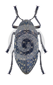 Beetle Julodis aeneipes balucha