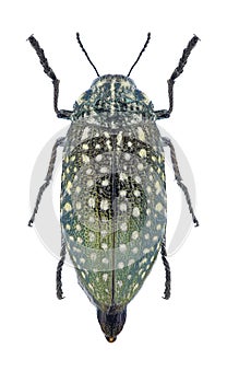 Beetle Julodis fascicularis