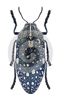 Beetle Julodis humeralis photo