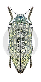 Beetle Julodis kabakovi