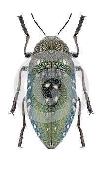 Beetle Julodis manipularis