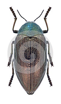 Beetle Julodis pubescens yveni