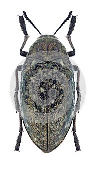 Beetle Julodis rothii