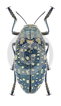 Beetle Julodis variolaris variolaris