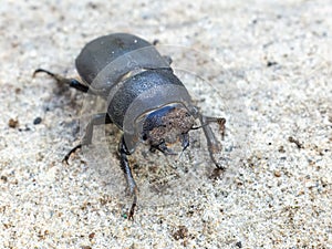 Beetle known as Dorcus parallelipipedus. Top view. photo
