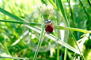 Beetle - Ladybug