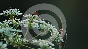 A beetle with a large mustache on a flower. Macro photography. Creative. A small beetle walks on a small white flower.