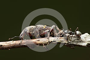 Beetle Large pine weevil