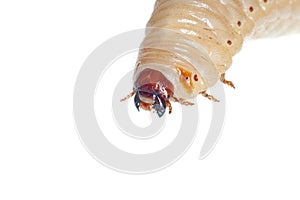 Beetle larva