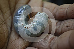Beetle larva in the hand photo