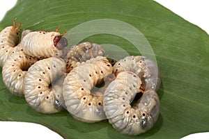 Beetle larva rhinoceros