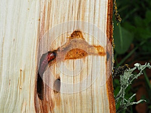 Beetle larva in a tree trunk