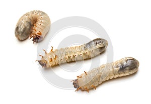 Beetle Larvae