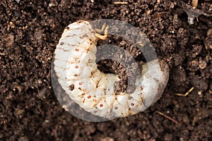 Beetle Larvae