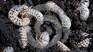 Beetle larvae grub are soft- bodied, soil-dwelling insects with a light brown head. A man picks up a beetle worm in his hand.