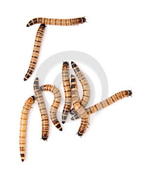 Beetle larvae