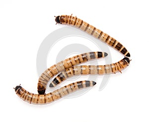 Beetle larvae