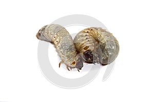 Beetle larvae