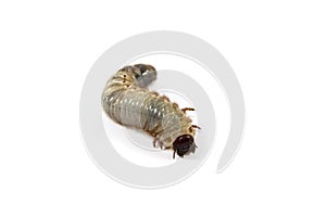 Beetle larvae