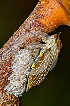 Beetle laying eggs on branch of a mango tree