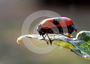 beetle lays eggs on a leaf
