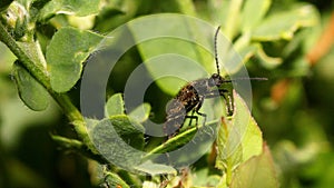 Beetle on the leaf