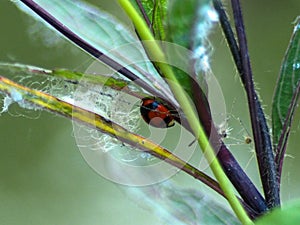 Beetle onÃ¢â¬â¹ leaf
