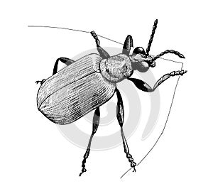 Beetle on a leaf ink hand drawn vintage illustration