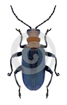 Beetle Lema praeusta photo