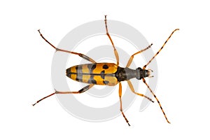 Beetle Leptura maculata on a white background