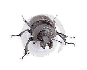 Beetle Lethrus apterus on white