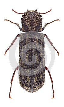 Beetle Lichenophanes varius