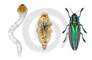 Beetle life cycle