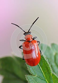 Beetle Lilioceris lilii