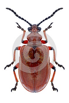 Beetle Lilioceris merdigera